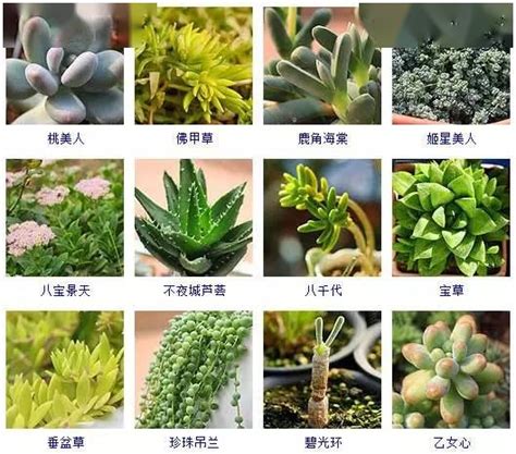 植物名稱大全|植物大全